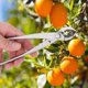 thumbnail image 5 of Multifunctional Stainless Steel Branch Cutter Garden Pruning Shear Scissors Bonsai Tools, 5 of 5