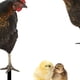 thumbnail image 5 of 4x Estacas de Estatua de Animales de Pollo, Decoraciones de Pollo para Jardín, Porche Y Patio, 5 of 6