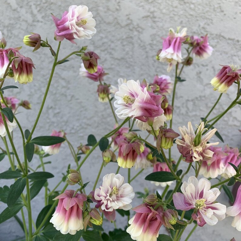 25 Aquilegia 'Petticoat Pink' Seeds - Spurless Heirloom Perennial for Shade & Cottage Gardens - Plant in Late Summer to Early Fall