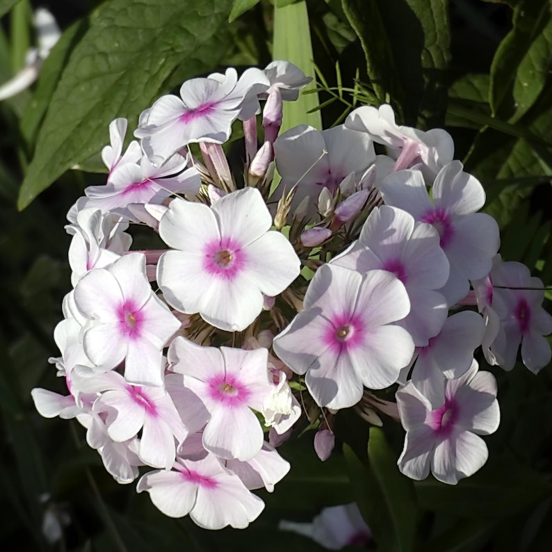 25 Amazing Grace Creeping Phlox Seeds - Cold and Drought,,, for Early Spring/Fall Planting