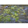 thumbnail image 2 of Paulson, Don 24x17 Gold Ornate Wood Framed with Double Matting Museum Art Print Titled - Washington Red osier dogwood over Teanaway River, 2 of 4