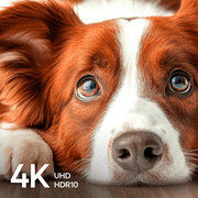 Element 98 4K UHD HDR Xumo TV (E500AE98C)