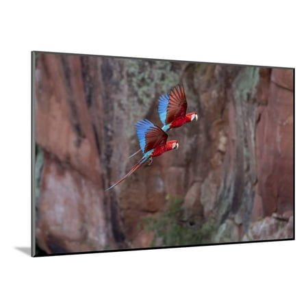 South America Brazil Mato Grosso Do Sul Jardim Red And Green Macaws Flying In The Sinkhole Wood Mounted Print Wall Art By Ellen Goff