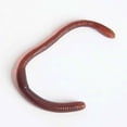 thumbnail image 4 of 20 Pcs Simulation vers de Terre Plastique Réaliste vers Doux Extensible Caoutchouc vers de Terre Jouet pour Fête d'Halloween; 20 Pcs Simulation vers de Terre Plastique Réaliste vers Doux Jouet pour Farce, 4 of 6