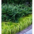 thumbnail image 2 of Southern Living Bayou Bliss Distylium Live Shrub in 2-Gallon Grower Pot, 2 of 9