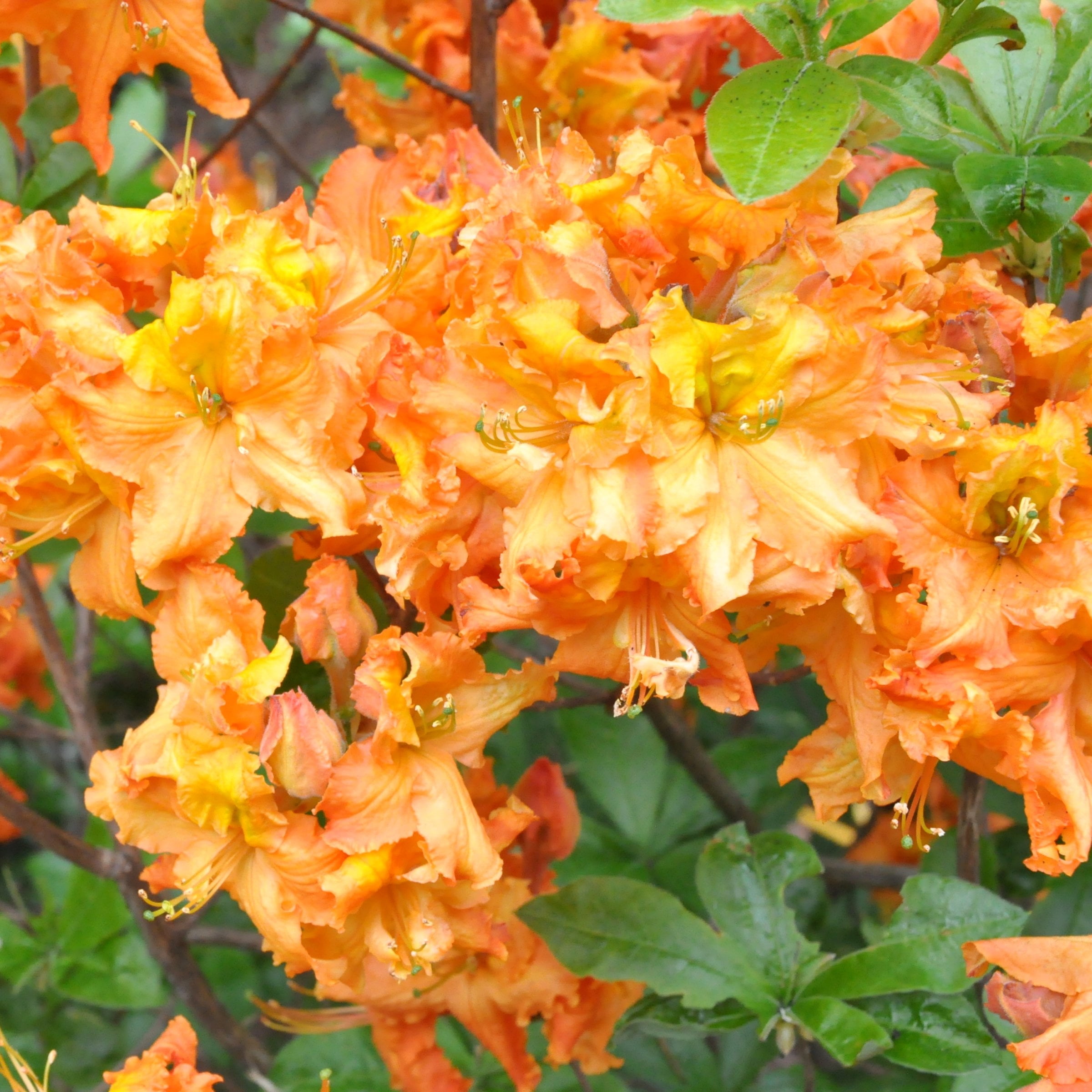 National Plant Network 3 gal. Native Azalea Tangerine
