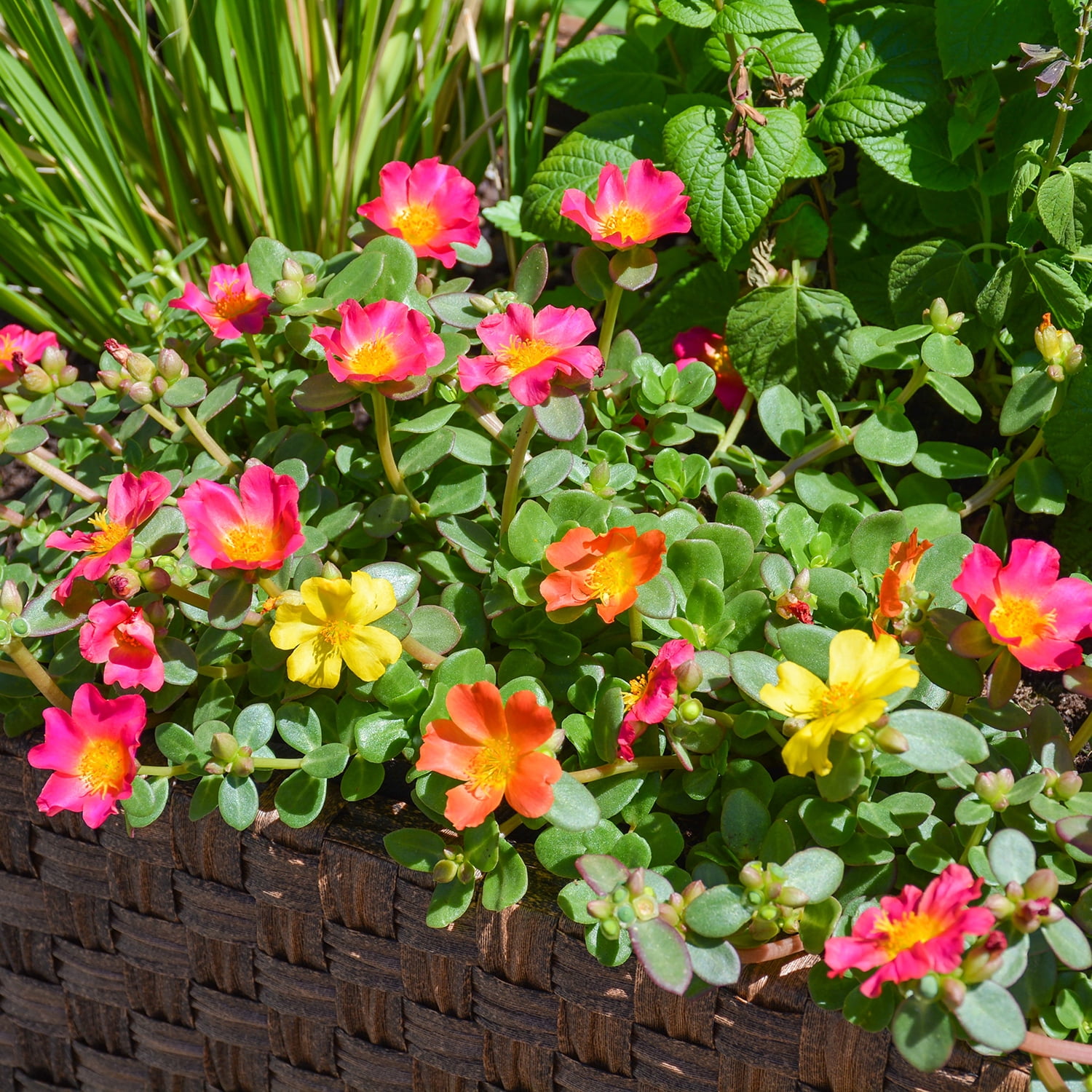 Expert Gardener 2QT Orange Pink Yellow Portulaca Live Plant Sun