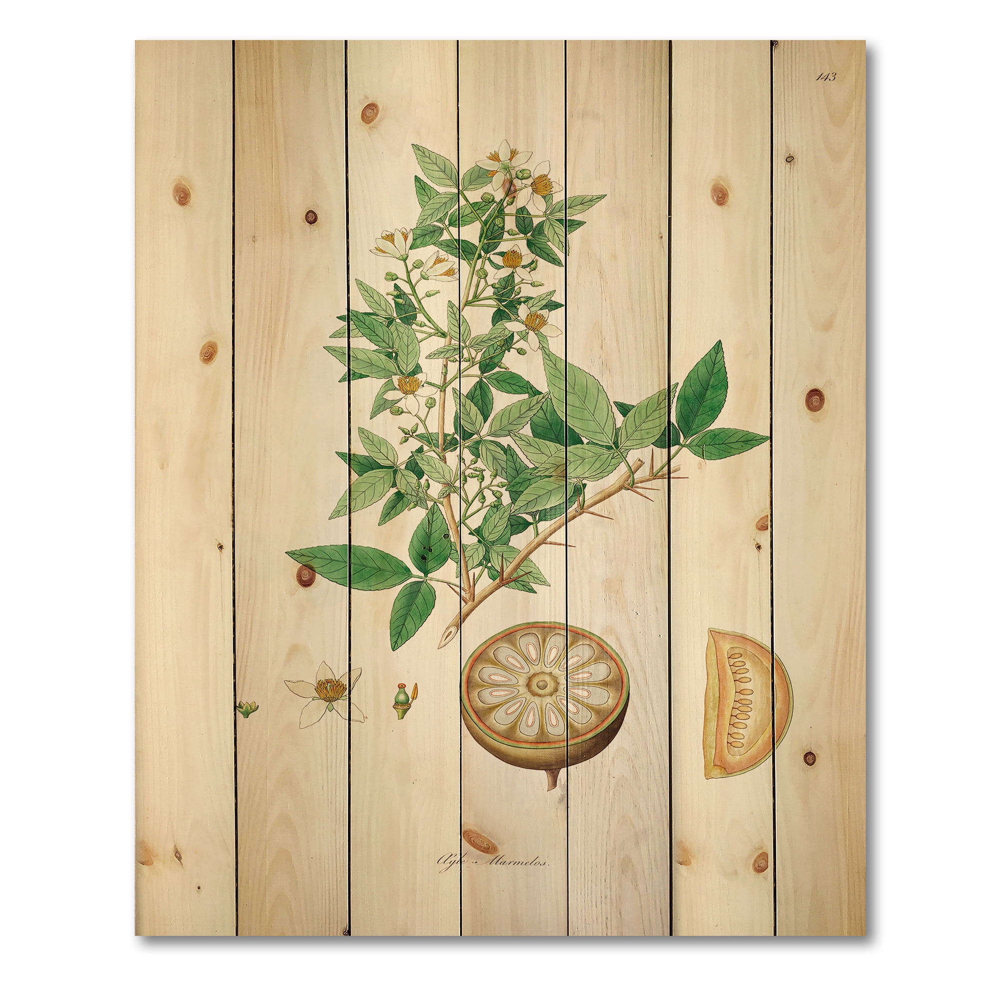 Designart 'Ancient Plant Life X' Farmhouse Print on Natural Pine Wood