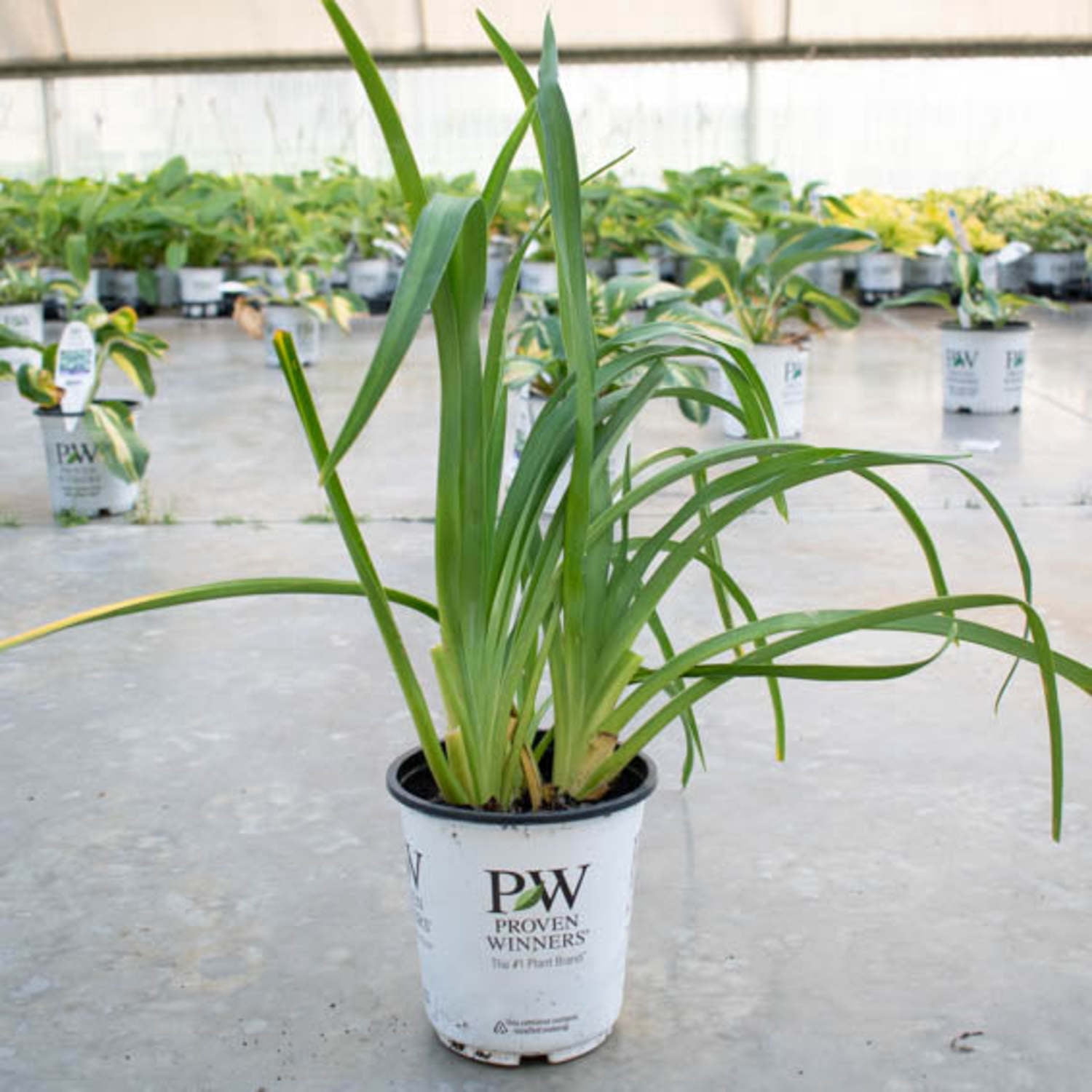 Proven Winners 6" Orange Rainbow Rhythm 'Lake of Fire' Daylily Live Plant in 6.5" Pot