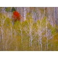 thumbnail image 2 of Gulin, Sylvia 32x25 White Modern Wood Framed Museum Art Print Titled - USA-Idaho-Highway 36 west of Liberty and hillsides covered with Canyon Maple and Aspens in autumn, 2 of 4