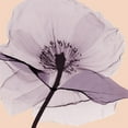 thumbnail image 3 of Koetsier, Albert 15x15 Black Modern Framed Museum Art Print Titled - Lavender Love, 3 of 5
