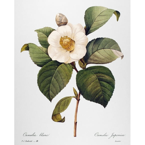 White Camellia /N(Camellia Japonica). Engraving After A Painting By Pierre-Joseph Redout_ For His 'Choix Des Plus Belles Fleurs,' Paris, 1833. Poster Print by  (24 x 36)