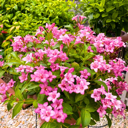 Pink Weigela Shrub Dormant Live Plant 8–10 inch Tall, Pink Flowers Weigela Plant, Live Weigela Plant for Outdoor Planting