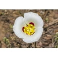 thumbnail image 6 of Earthcare Seeds - Sego Lily 25 Seeds (Calochortus nuttallii) Heirloom - Open pollinated, 6 of 7