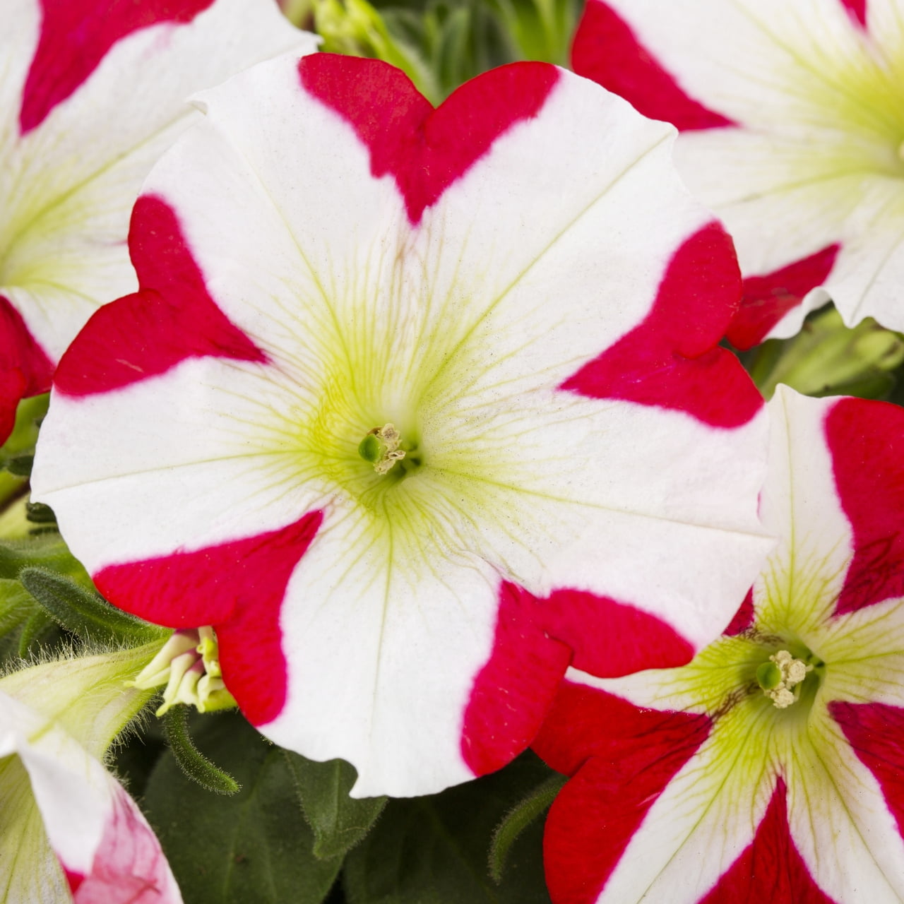 Amore 2QT Red White Petunia Live Annual Plant Sun 3-Pack