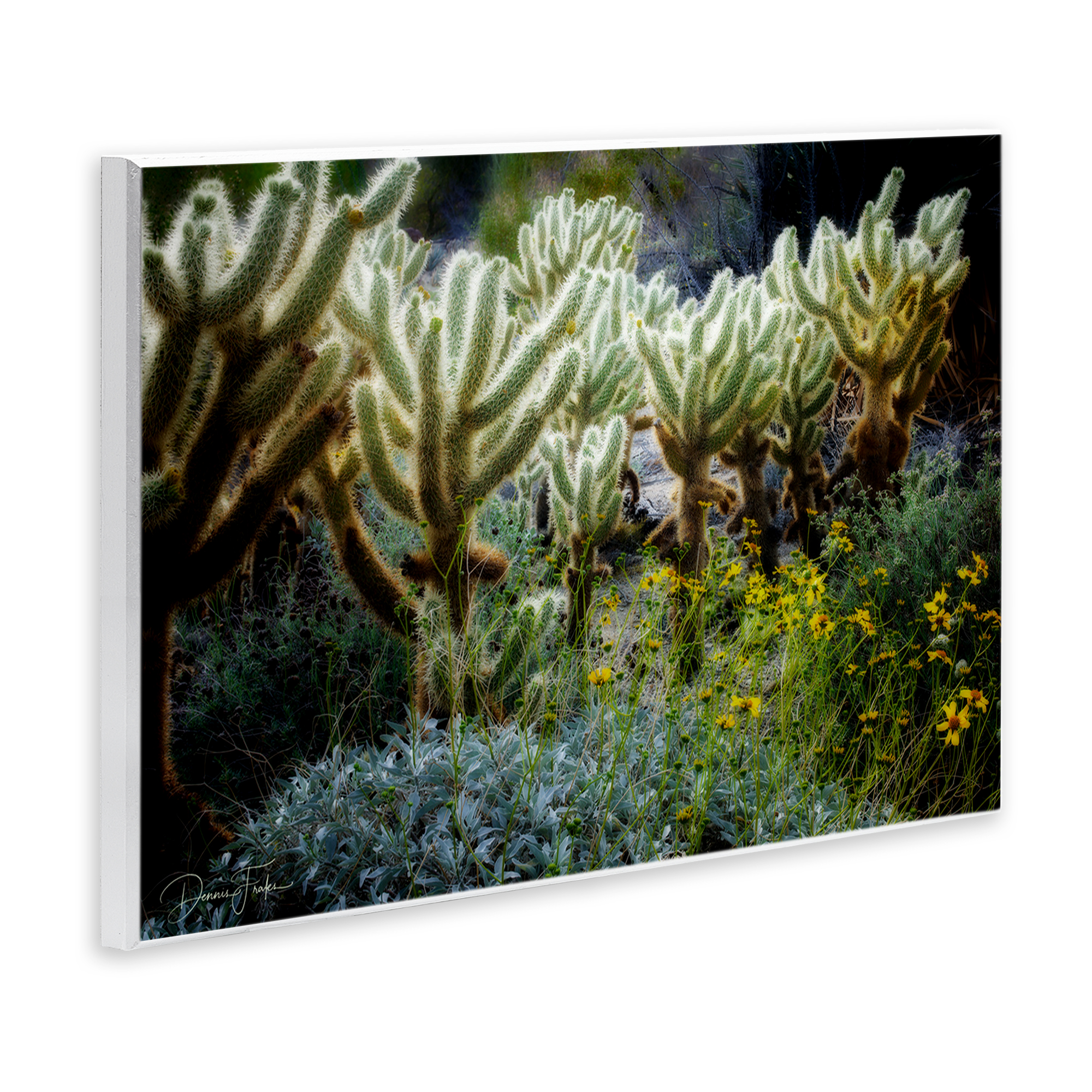 Stupell Industries Desert Cactus Forest Landscape Photography Unframed Art Print Wall Art, 19 x 13