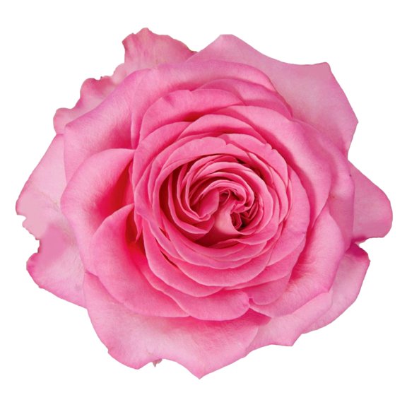 Garden Rose Ashley 36 Stems of 40 cm Pink Farm Direct Fresh Cut Flowers by Bloomingmore