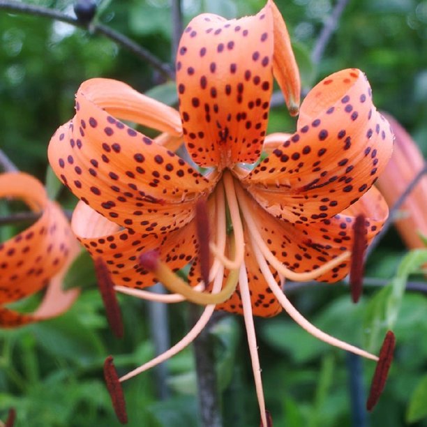 Tiger Lily Bulbs (FallPlanted) Tigrinum Splendens 20 Bulbs, Orange