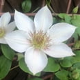 thumbnail image 3 of Clematis Corinne - 3 Live Starter Plants in 2 Inch Growers Pots - Starter Plants Ready for The Garden - Rare Clematis for Collectors, 3 of 7