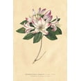 thumbnail image 2 of Wild Apple Portfolio 23x32 White Modern Wood Framed Museum Art Print Titled - Rhododendron Vintage, 2 of 4