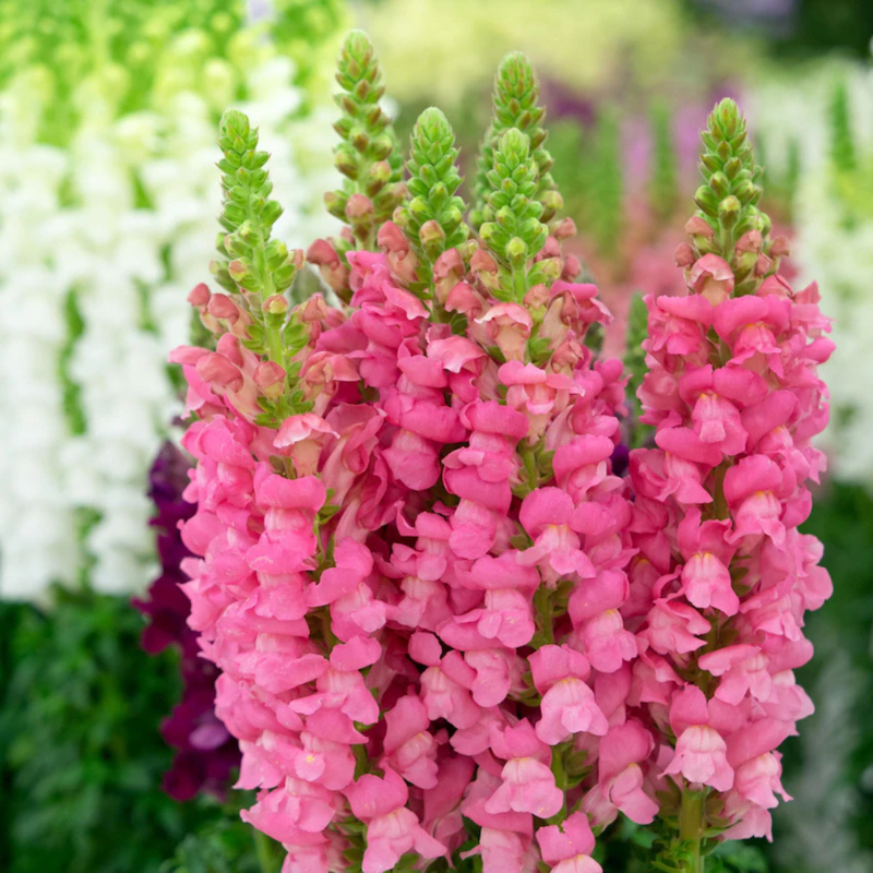 30 Pink Rocket Snapdragons Seeds, Cold Resistant