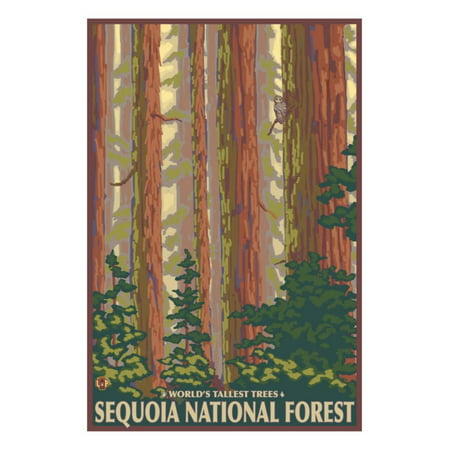 Sequoia National Forest, CA Redwood Trees Print Wall Art By Lantern (Best Camping In Sequoia National Forest)