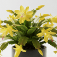 thumbnail image 2 of Rare Yellow Christmas Cactus Plants Live in 3 Inches Pot, Yellow Zygocactus Holiday Cactus, 2 Plant Per Pot, 2 of 5