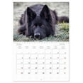 thumbnail image 5 of Black is beautiful! The lacquer black old German shepherd dog (Monthly Wall Calendar 2026 11.7 x 16.5 (open)), CALVENDO 14 Month Calendar, 5 of 9