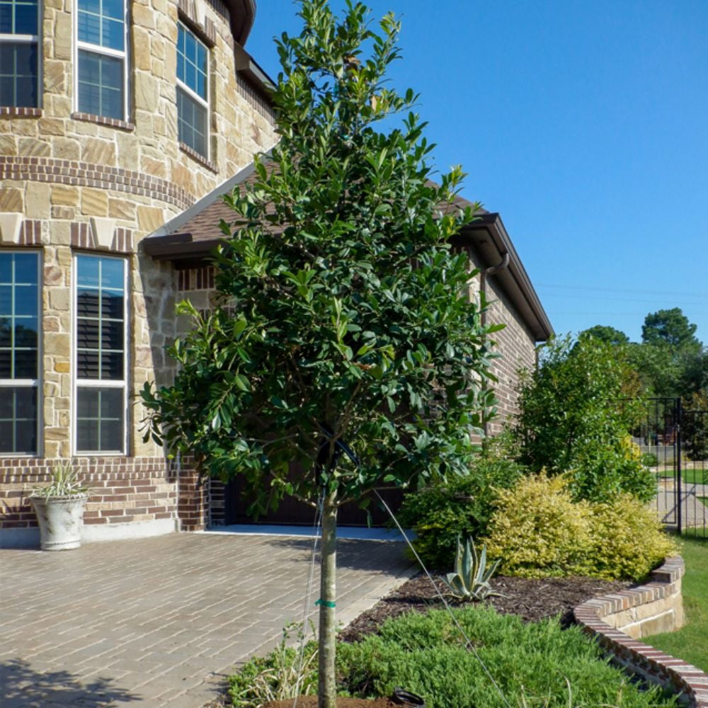 Expert Gardener 3-4 ft tall Eagleston Holly Live Tree in 7-Gallon Grower Pot