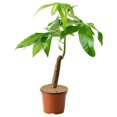 thumbnail image 4 of Coconut Fibers Mulch Ring Tree Protection Mat Tree Weed Control Pads Flower Pot Planter Disc, 4 of 9