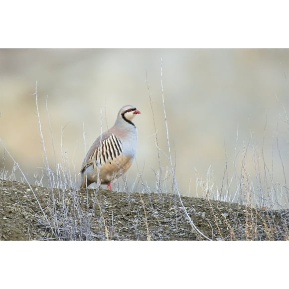 Native of southern Eurasia, the Chukar Partridge was introduced to North America as a game bird Poster Print by Richard Wright (18 x 24)
