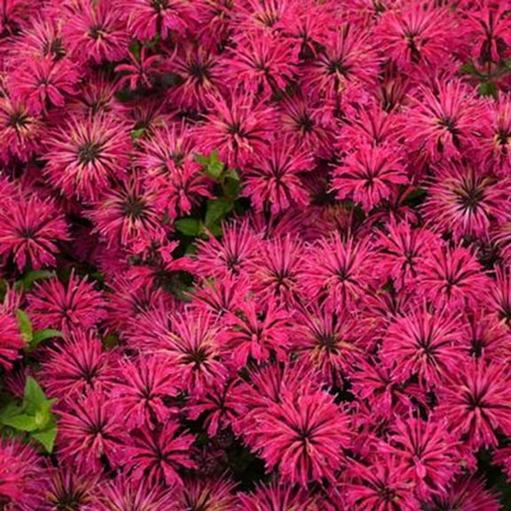 100 Razzberry Bee Balm Seeds