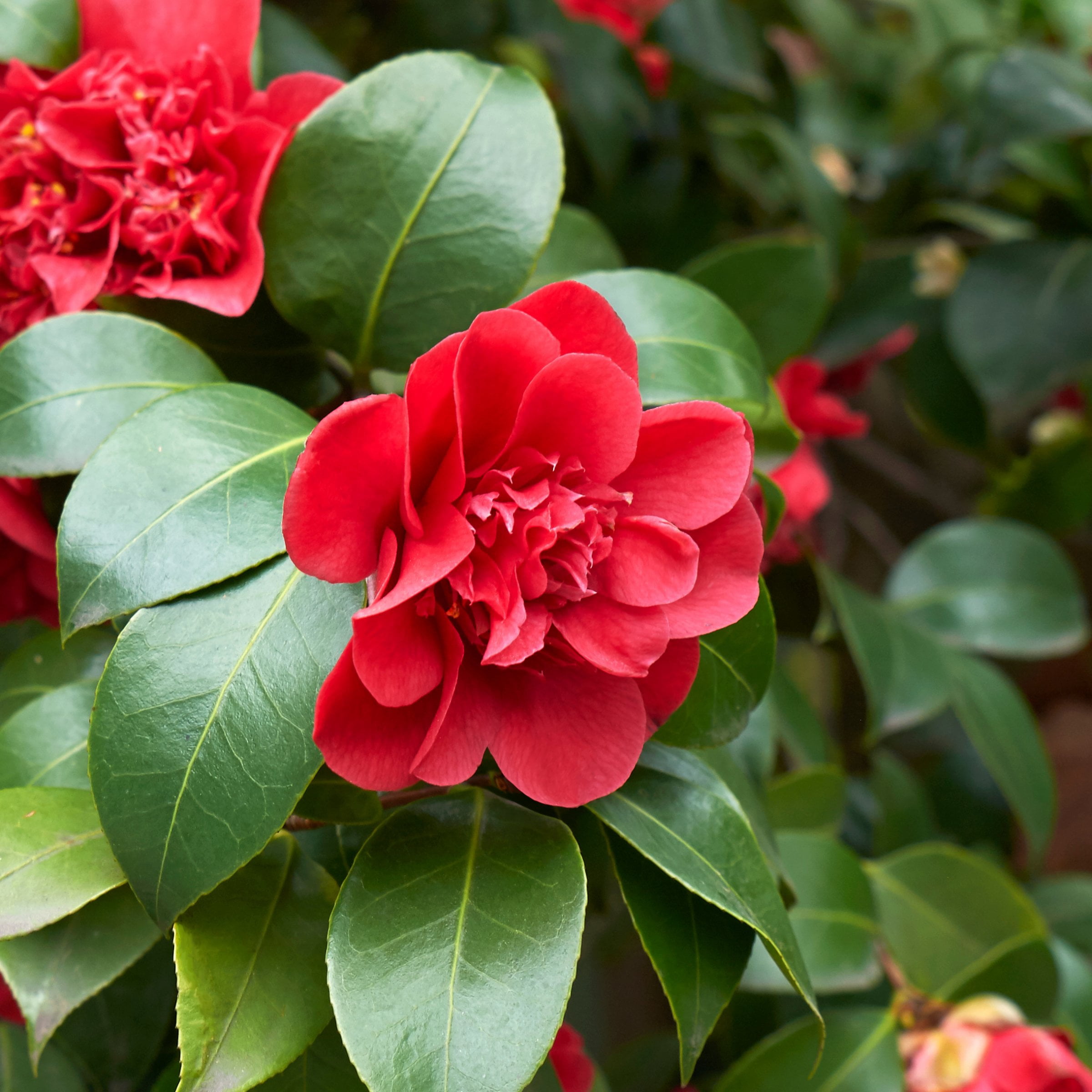 National Plant Network 1 gal. Camellia Japonica April Tryst Shrub