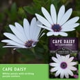 thumbnail image 3 of Cape Daisy Seeds - 5 Pack - Non-GMO Heirloom Full Sun Annual Flower, 3 of 9