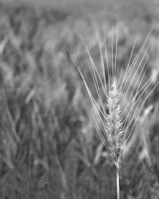 Turning Grain Iii C