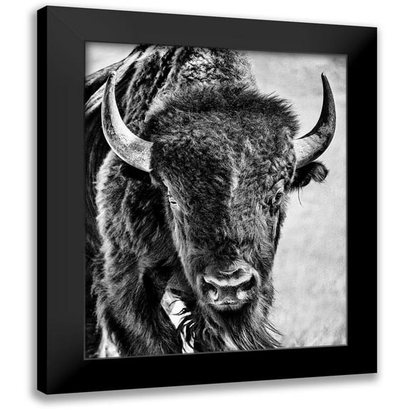 PHBurchett 12x14 Black Modern Framed Museum Art Print Titled - Buffalo Portrait