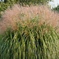 thumbnail image 2 of Maiden Miscanthus Ornamental Grass Dormant Bare Root Perennial Starter Plant Roots, 3 Plants per Offer, 2 of 4