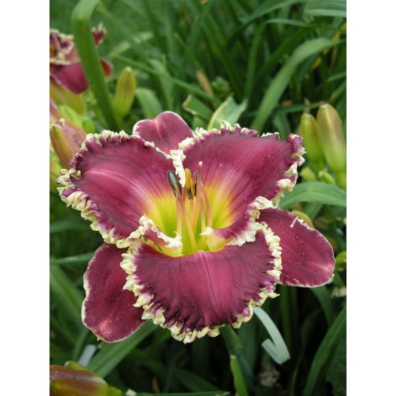 Bettylen Daylily - Hemerocallis - Rebloomer - Quart Pot