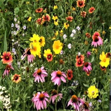 Papaw's Garden Supply Annual and Perinnial Bee Attractor Mix Flower Seeds, approximately 50 sq. ft coverage per Pack.