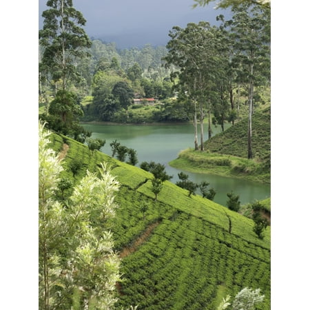 Tea plantation Castlereigh Reservoir in rear Nuwara Eliya Central Province Sri Lanka Poster (Best Tea In The World Sri Lanka)