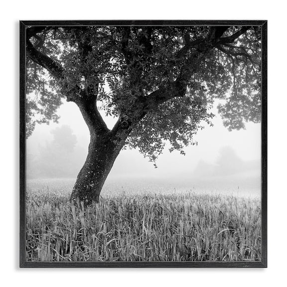 Stupell Industries Traditional Tuscan Morning Oak in Mist Black Framed Giclee Art, 12 x 12, by Chip Forelli