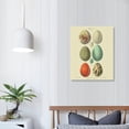 thumbnail image 4 of COMIO Vintage Egg &amp; Feather Prints Scientific Illustration Wall Art, 4 of 5