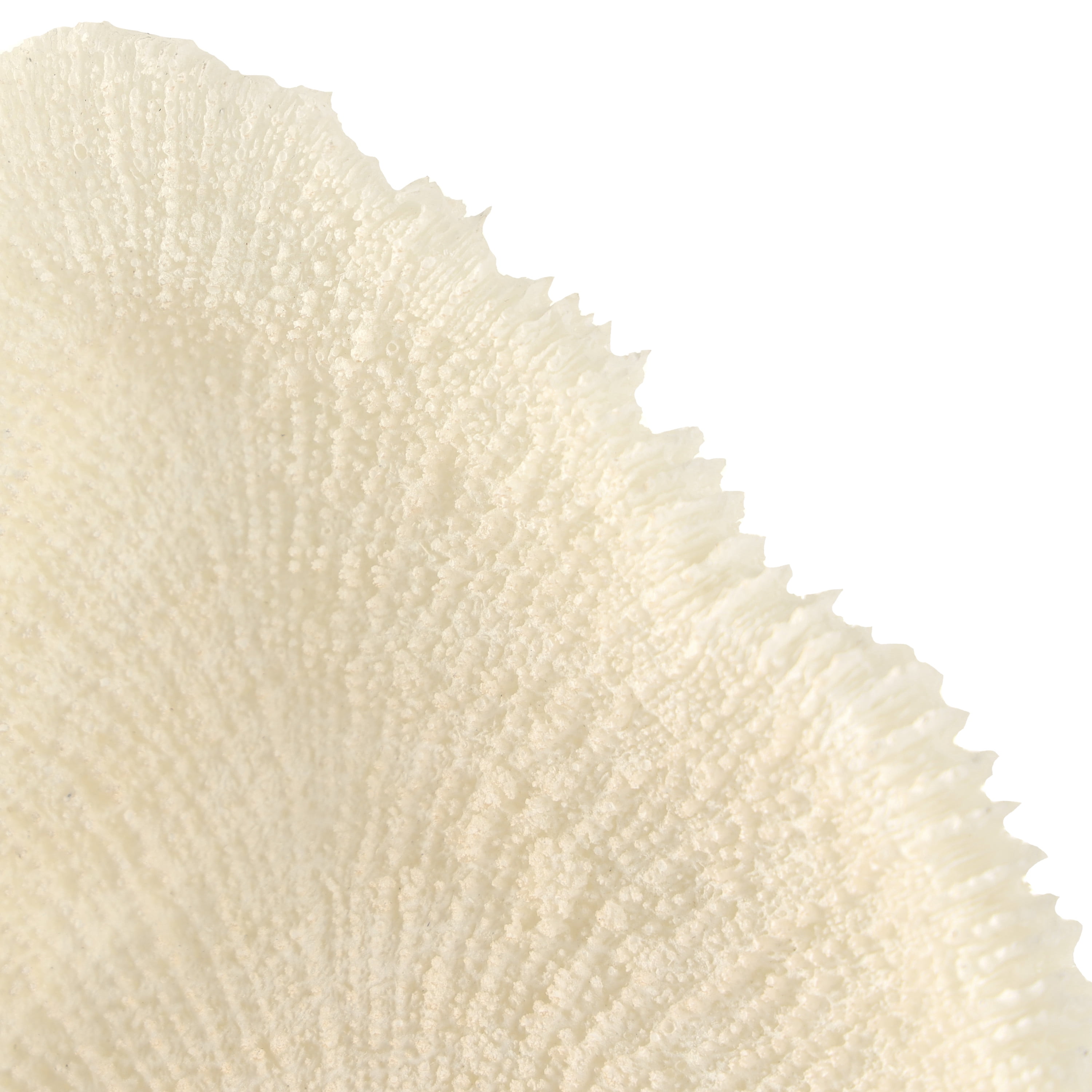 7" x 19" Cream Polystone Abstract Textured Coral Sculpture with Gray Stand and Acrylic Base, by DecMode