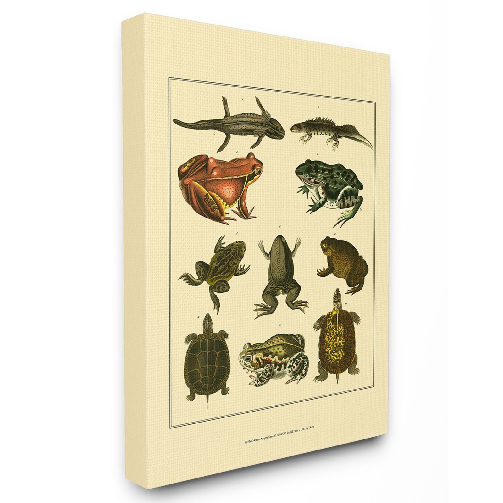 the stupell home decor collection frog and newt and turtle illustrations wall plaque art, 10 x 0.5 x 15