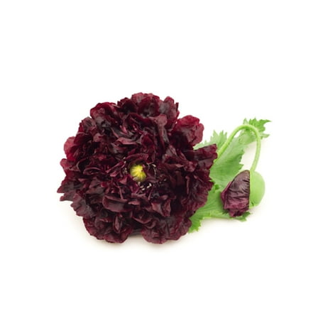 Seed Pack =100 premium seeds- Double Flower Black Poppy --- Perfect for Flower beds  - Wildflower gardens- Serendipity Seeds- See Description