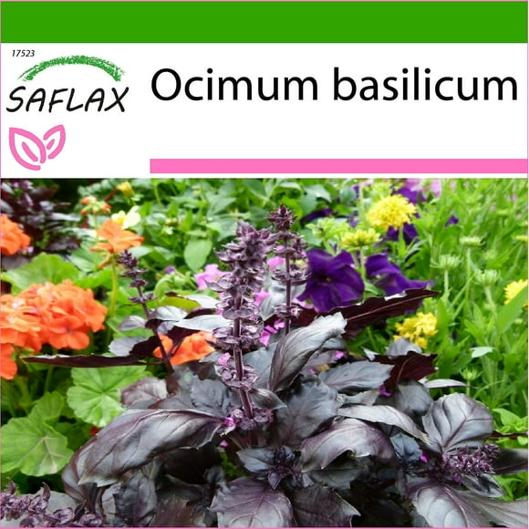 Saflax - 200 seeds - With soil - Red Basil - Basilic rouge - Red basil - Albahaca - Rotes Basilikum--