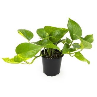 Philodendron Florida Green Beauty Easy, Air Purifying Houseplants, 3.5" Pot  - Walmart.com