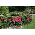 thumbnail image 4 of Endless Summer 3Gal Pink Purple Hydrangea Summer Crush Live Shrub Grower Pot Sun, 4 of 5