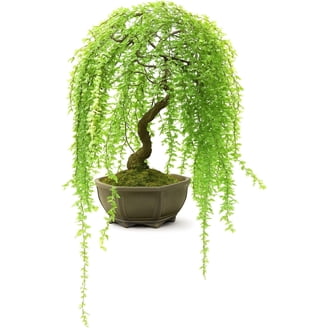 bayerwald bonsai Bonsai Pseudo-Lrchenwald  Bonsai winkel