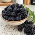 thumbnail image 2 of Navaho Thornless Blackberry Starter Plants, Set of 2, Full Sun, USDA Zones 6-10, Ships Bare Root, No Pot, 2 of 6